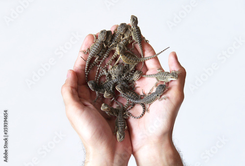 The small bearded dragons (Pogona vitticeps)