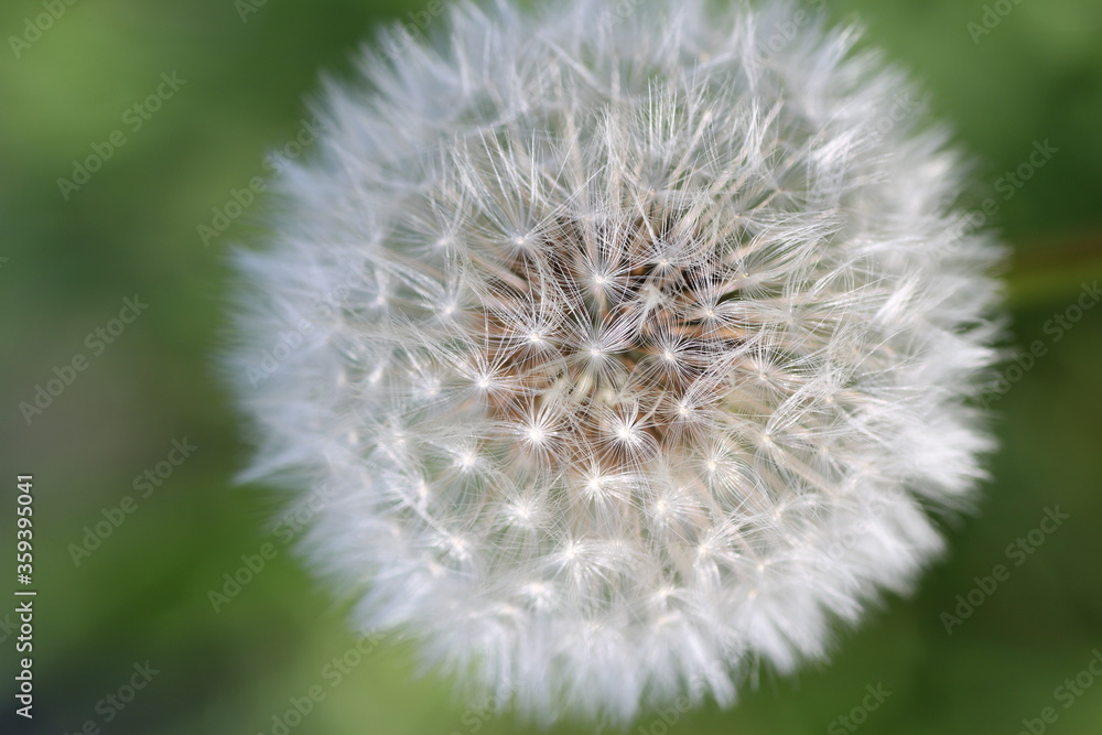 FLEUR DE PISSENLIT GROS PLAN FLEUR DE PISSENLIT GROS PLAN