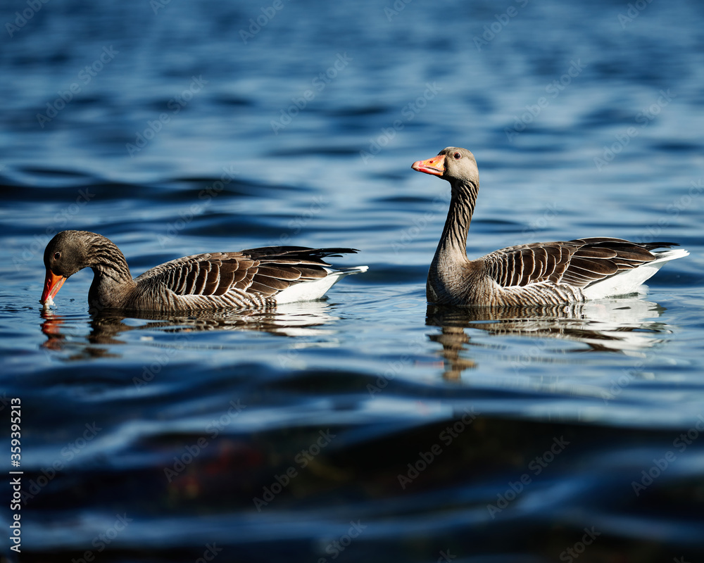 High resolution photo of geese. Feeding goose in the fjords of Oslo. Nice bokeh effect High resolution photo of geese. Feeding goose in the fjords of Oslo. Nice bokeh effect