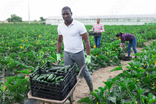 Vászonkép African american worker transports zucchini in garden wheelbarrow