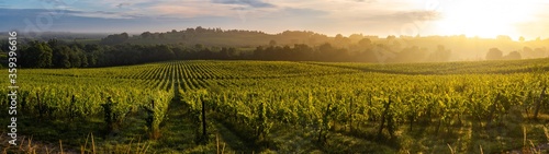 Фотография Sunset landscape, Bordeaux wineyard, Langoiran, france