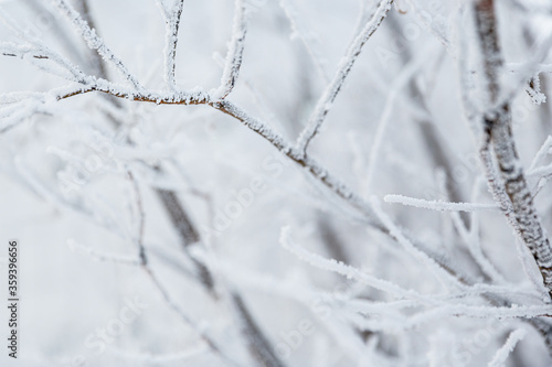 Snow and rime ice on the branches of bushes. Beautiful winter background with twigs covered with hoarfrost. Plants in the park are covered with hoar frost. Cold snowy weather. Cool frosting texture. © Andrei Stepanov