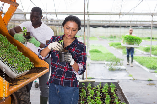 Latina woman and african man repotting vegetable seedlings