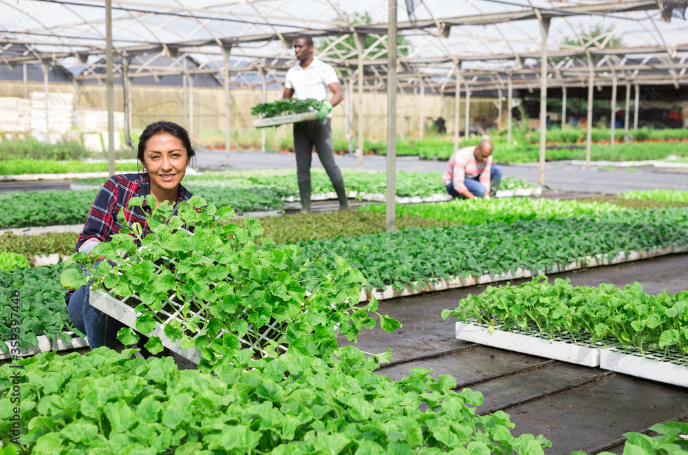 Latina woman working with seedling in greenhouse
