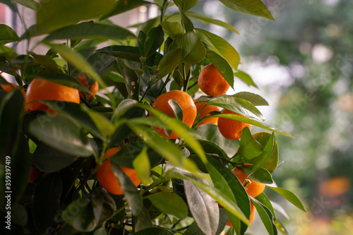 CloseUp: Orange-tree and leaves