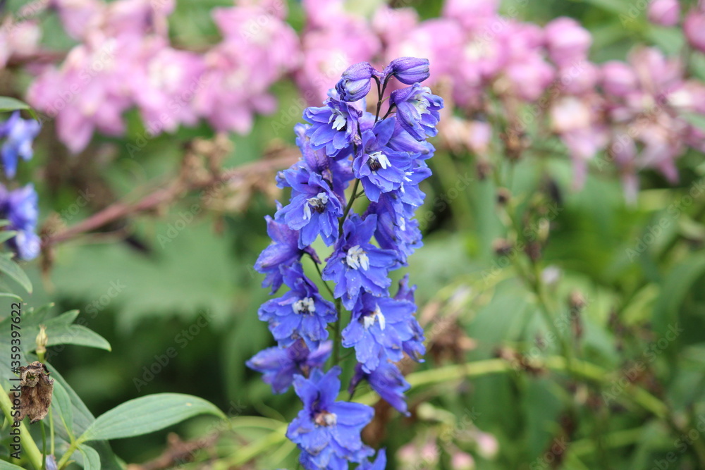 forget me not flowers forget me not flowers