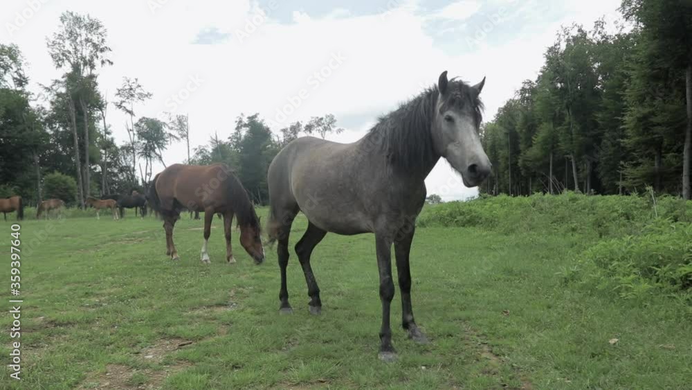 Free horses in the forest. Close up of two horses Free horses in the forest. Close up of two horses