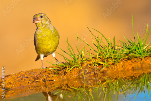 Greenfinch, Carduelis chloris, Forest Pond, Spanish Forest, Castile and Leon, Spain, Europe photo