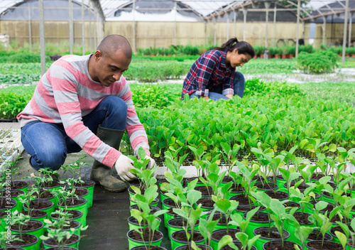 Принти на полотні Team of farmers work in greenhouse - cultivating for plants