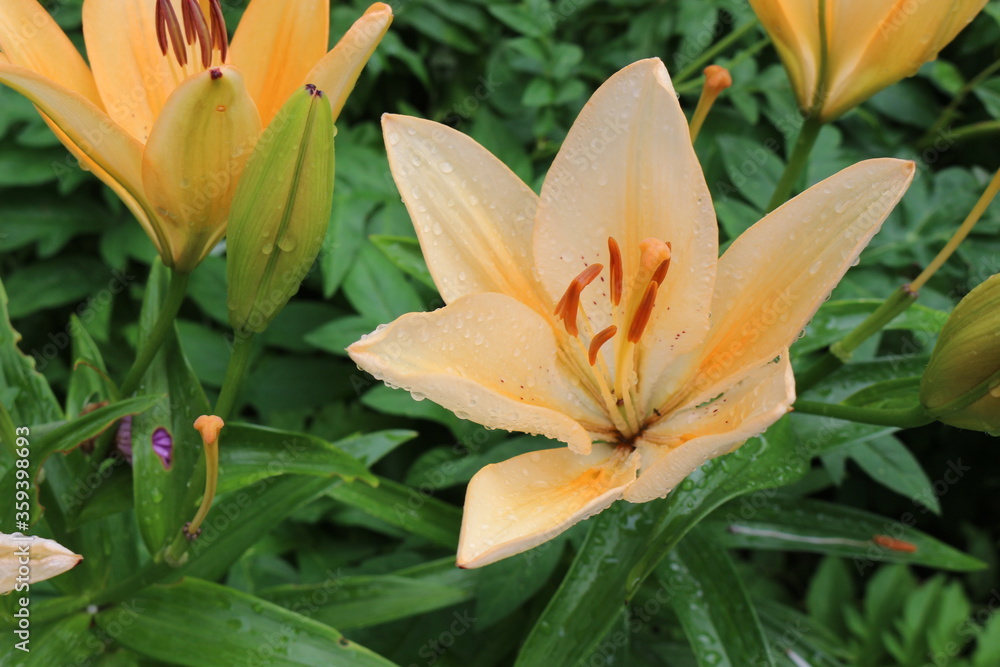 Tender apricot lilies bloom in the spring garden.
Raindrops remained on their beautiful petals Tender apricot lilies bloom in the spring garden.
Raindrops remained on their beautiful petals