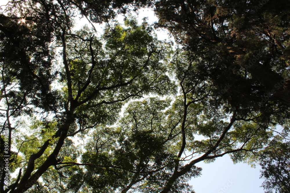 Fototapeta premium trees in the forest