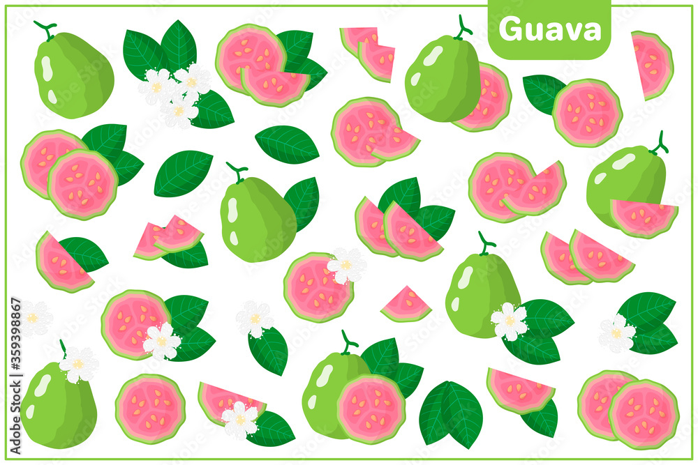 Set of vector cartoon illustrations with Guava exotic fruits, flowers and leaves isolated on white background Set of vector cartoon illustrations with Guava exotic fruits, flowers and leaves isolated on white background