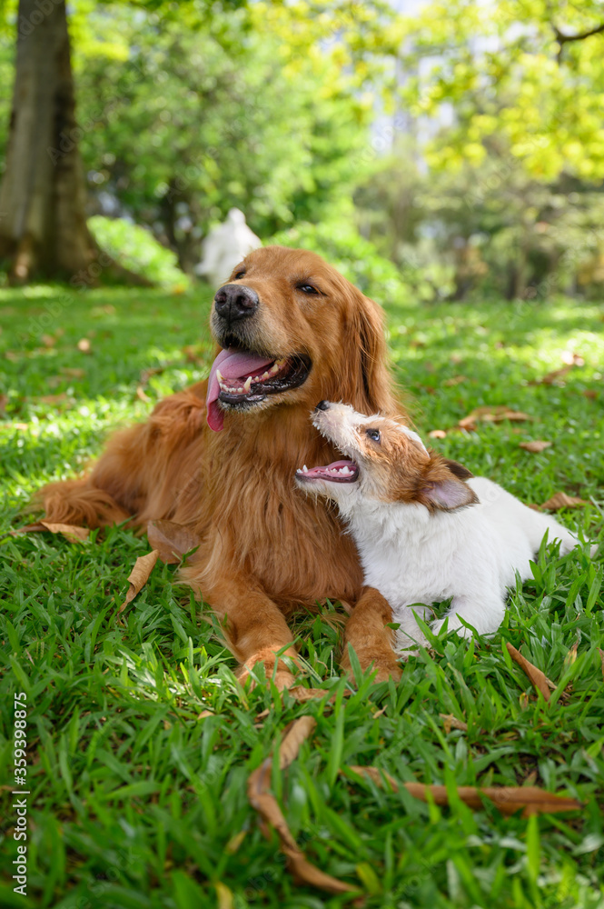 Golden Retriever and Jack Russell Terrier lying on the grass