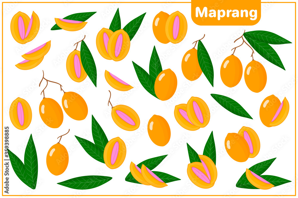 Set of vector cartoon illustrations with Maprang exotic fruits and leaves isolated on white background