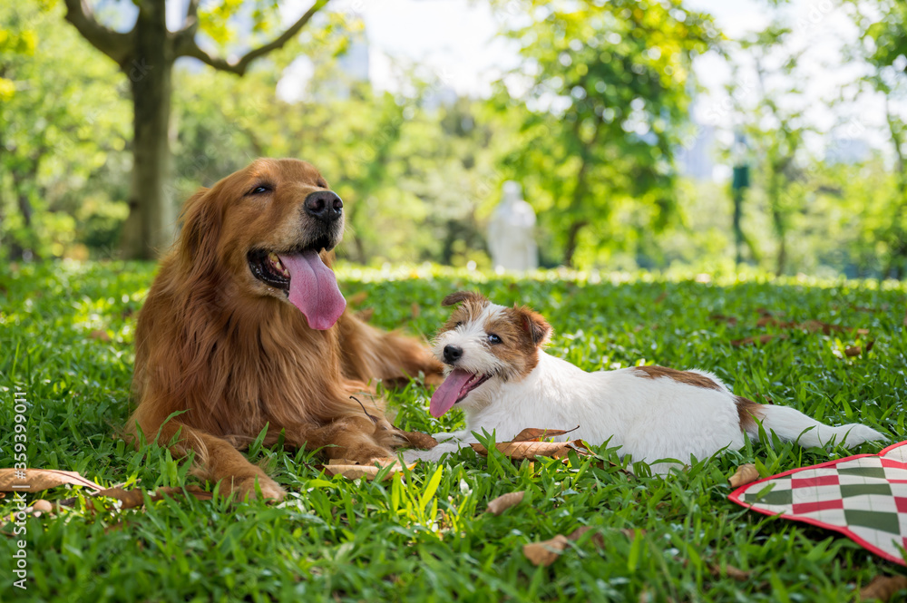 Golden Retriever and Jack Russell Terrier lying on the grass Stock