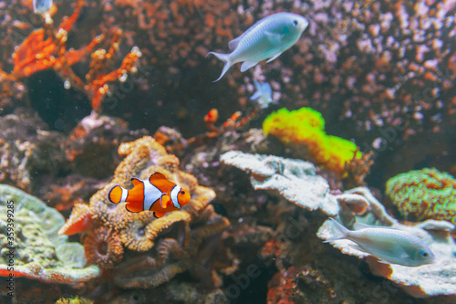 Fototapeta Naklejka Na Ścianę i Meble -  Sea anemone and clown fish in a marine aquarium. On the background of the sea floor.