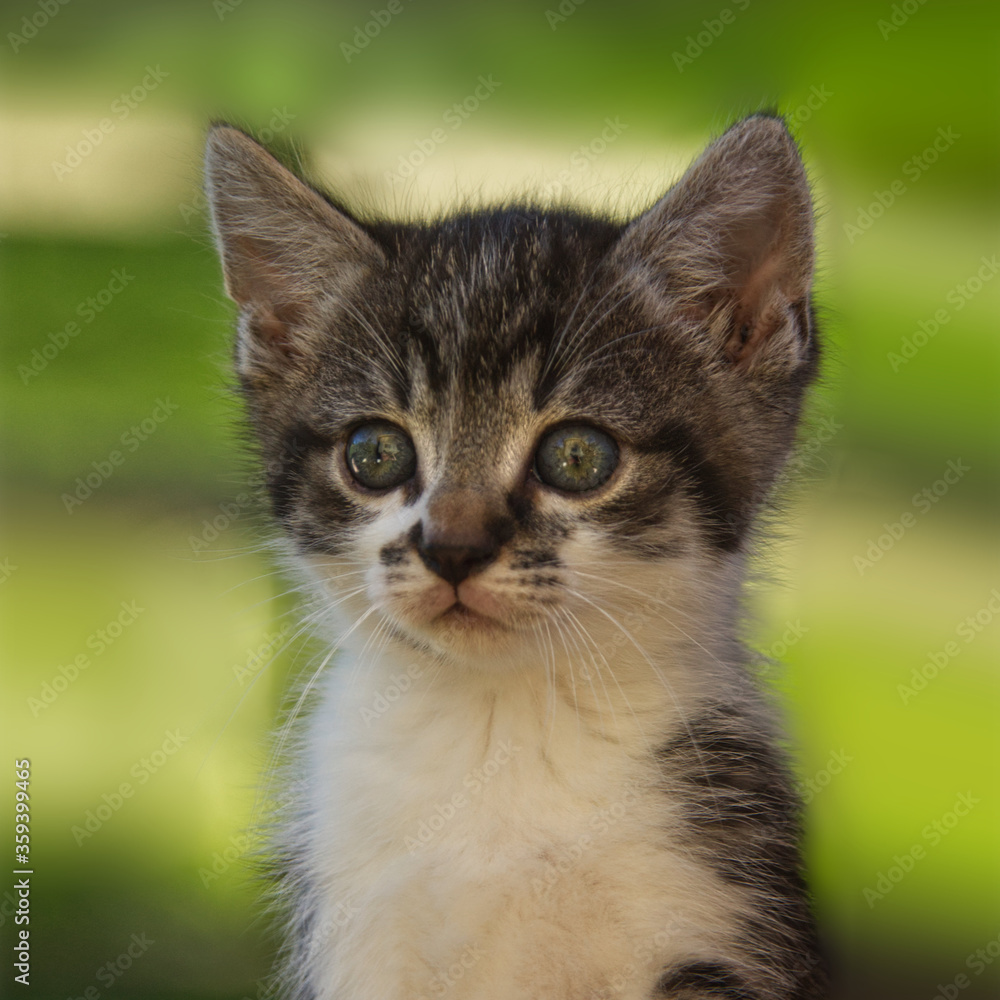 Baby Cat sitting on grass, photographed with a canon Eos 700D.