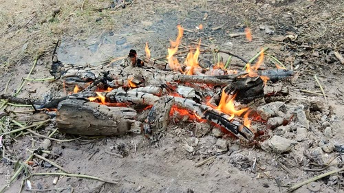 Fire in the wood. outdoor landscape photo