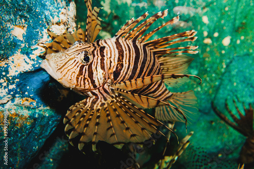 Lionfish in aquarium exhibits, on a background of stones. © Evgeniy
