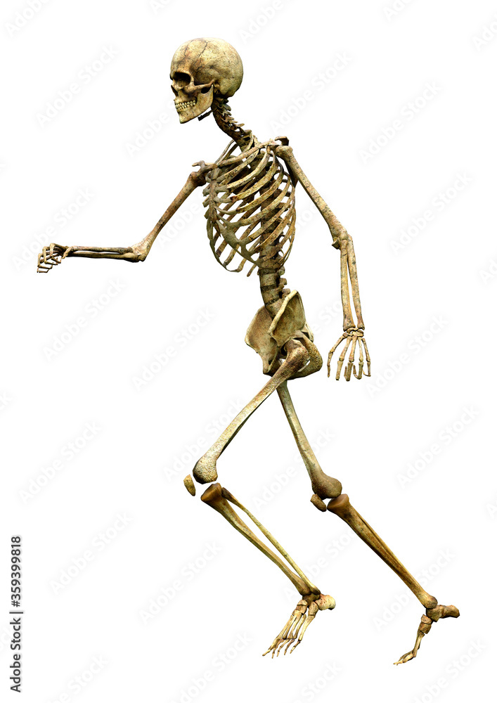 3D Rendering Human Skeleton on White 3D Rendering Human Skeleton on White