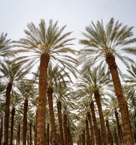 40 year-old date palm trees in the field. © DVY714