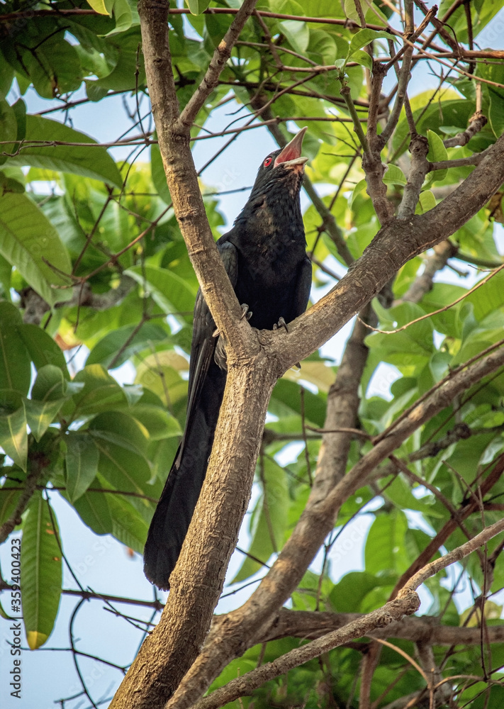 Attracted towards cuckoo's sweet call Attracted towards cuckoo's sweet call