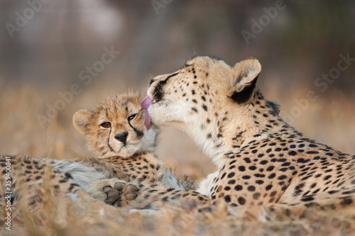 Tablou canvas Female cheetah licking her baby cheetah's cheek in Kruger Park South Africa
