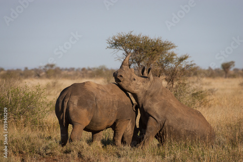 Two white rhino in Kruger Park South Africa