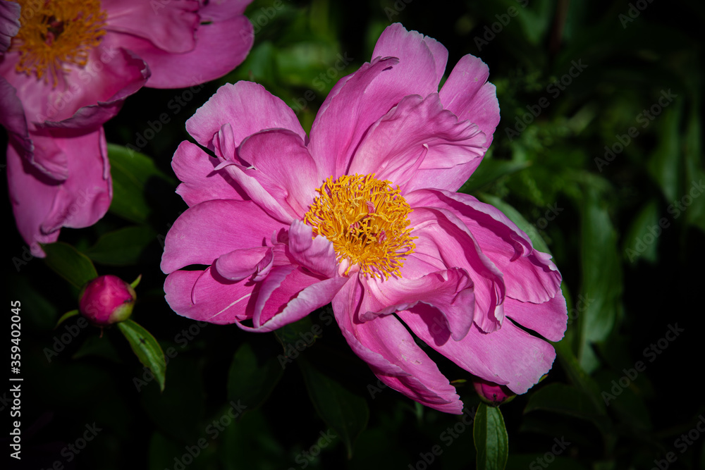 Vivid expanded pink peony flower close up Vivid expanded pink peony flower close up