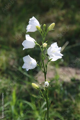 White flowers of a hand bell in a garden (Campanula persicifolia Alba).