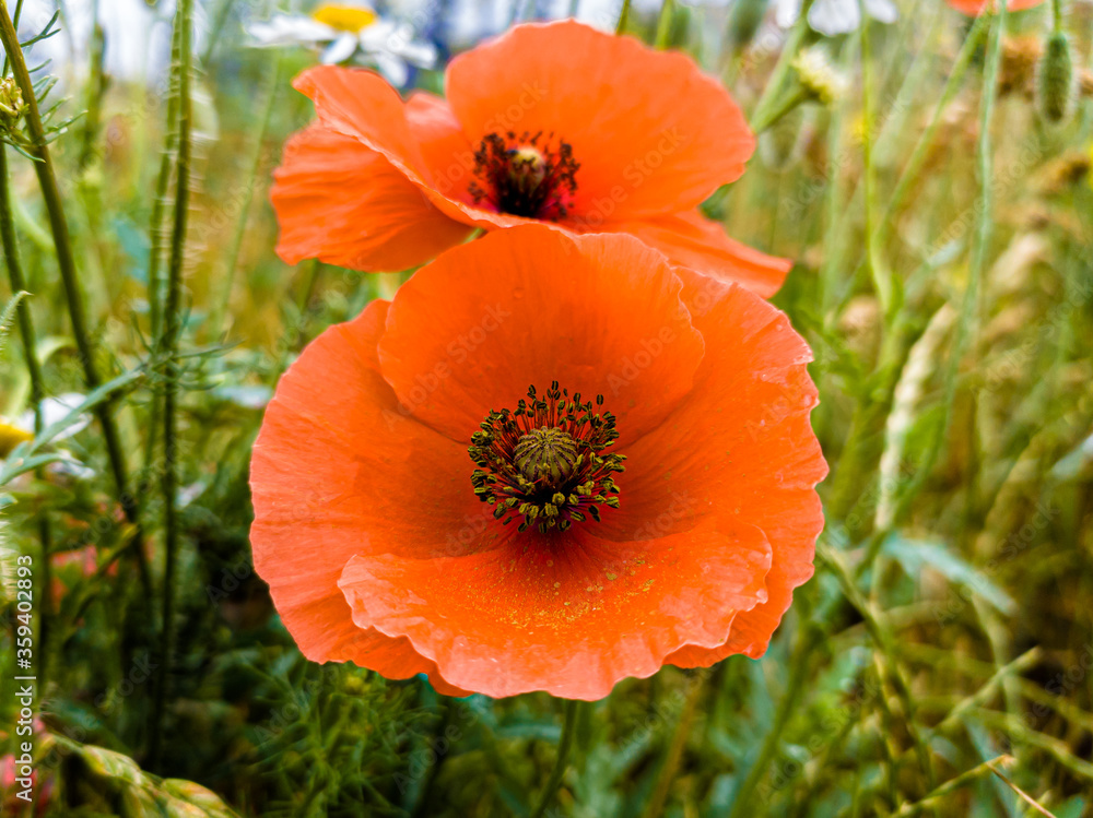 Red poppies on a green meadow, macro closeup on the seed nest Red poppies on a green meadow, macro closeup on the seed nest