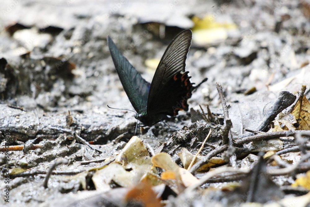 西表島のヤエヤマカラスアゲハ 西表島のヤエヤマカラスアゲハ