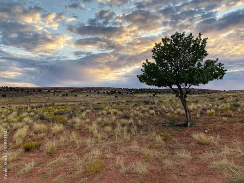tree in the field, Marble Canyon 