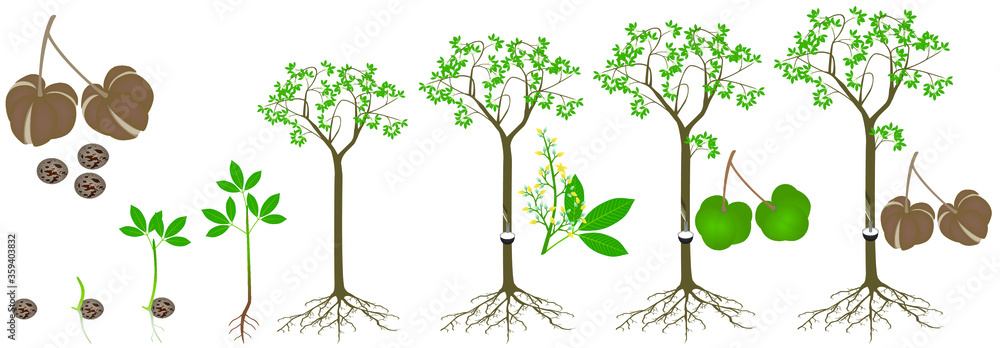 Cycle of growth of rubber tree Hevea brasiliensis plant on a white background.