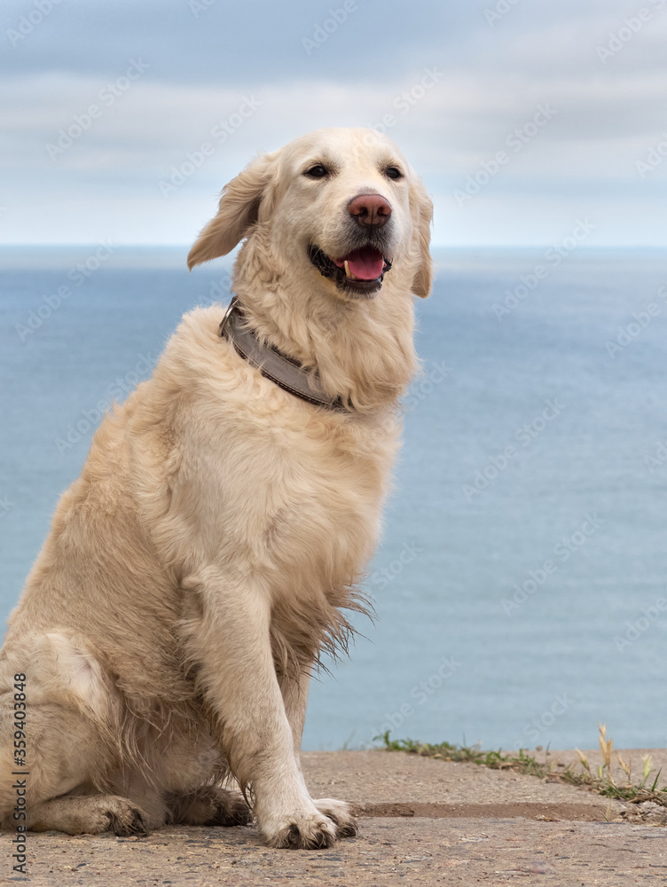 White golden labrador retriever dog on the beach White golden labrador retriever dog on the beach