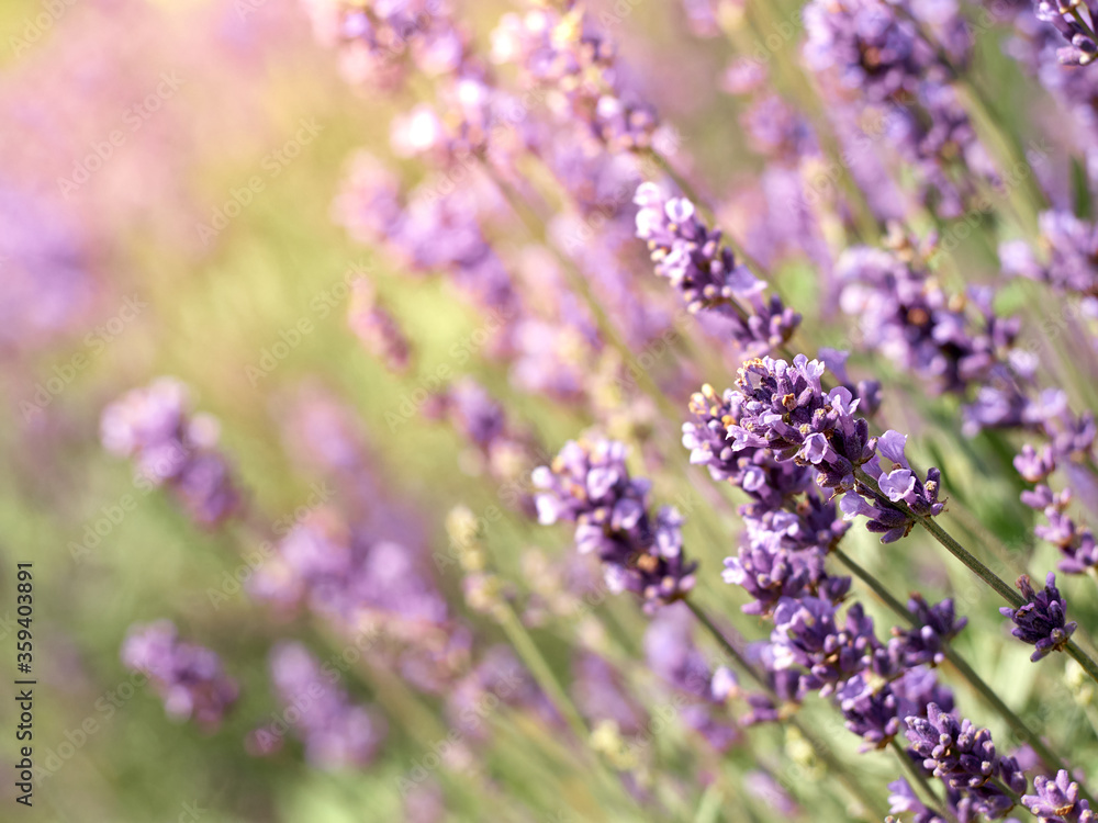 Soft focus on lavender flowers in flower garden. Soft focus on lavender flowers in flower garden.