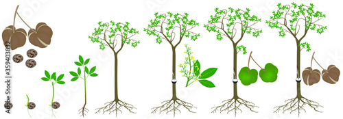 Cycle of growth of rubber tree Hevea brasiliensis plant on a white background. photo