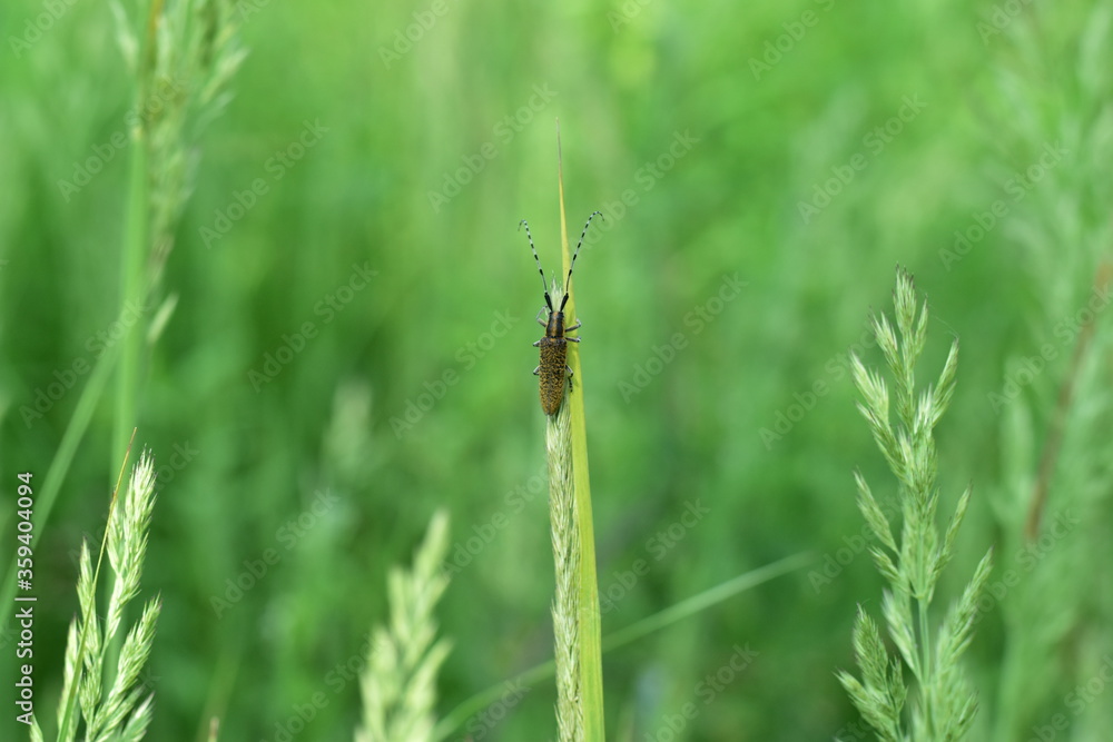 Beetle lumberjack resting on the green grass. Beetle lumberjack resting on the green grass.