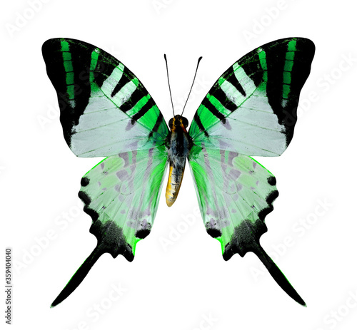 Beautiful Flying Green Butterfly isolated on white background photo