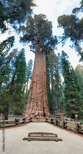 General Sherman - the biggest tree