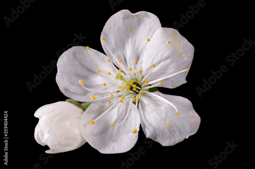 Apple tree blossom isolated on black background  close up. White delicate spring flowers.