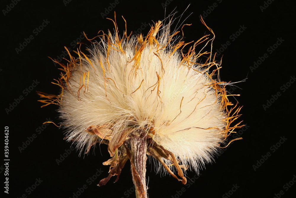 Fototapeta premium Colt's Foot (Tussilago farfara). Fruiting Capitulum Closeup