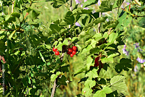 Currant bush with red fruits.