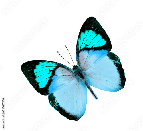 Beautiful Light Blue Butterfly flying isolated on white background