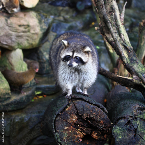Fotografie A raccoon in Selangor, Malaysia.