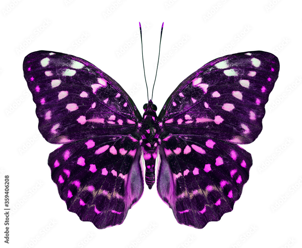 Beautiful Pink spot butterfly isolated on white background