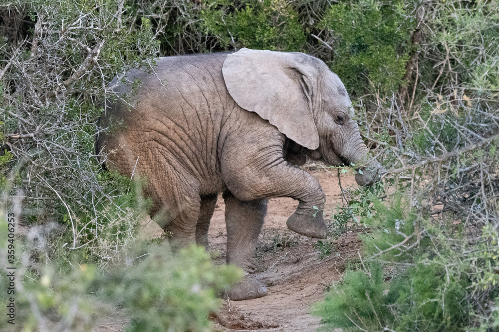 Fototapeta premium Elefantenbaby im Wald