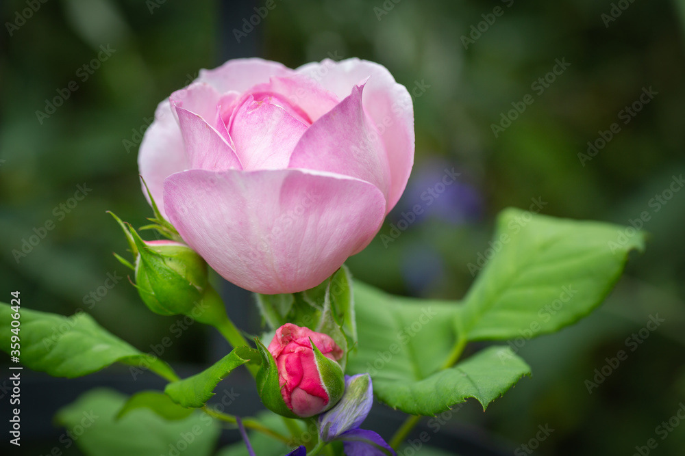 macro photo of a blossomed pink rose with buds isolated against the background