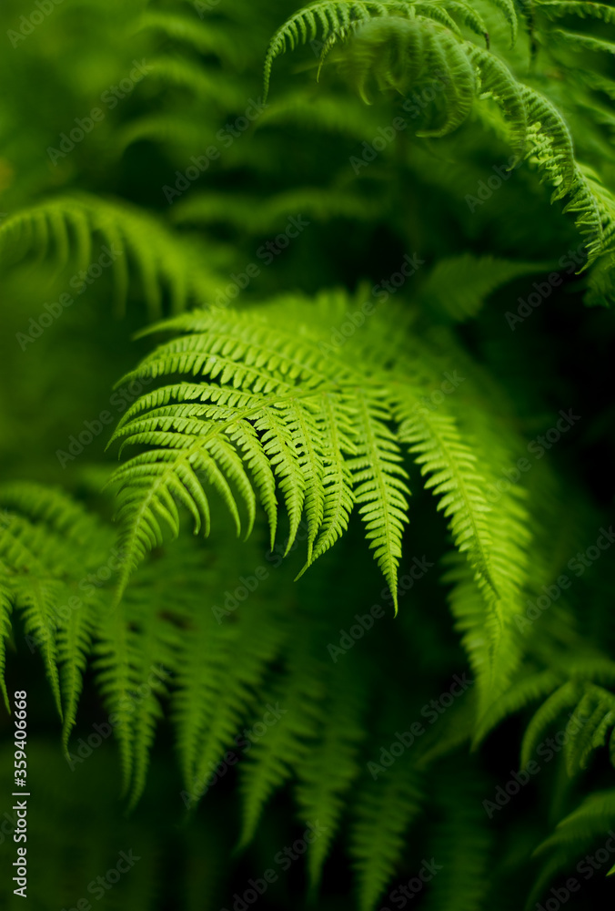 Fern in the forest like a background. Floral plants after rain. Beautiful green color. Fern in the forest like a background. Floral plants after rain. Beautiful green color.