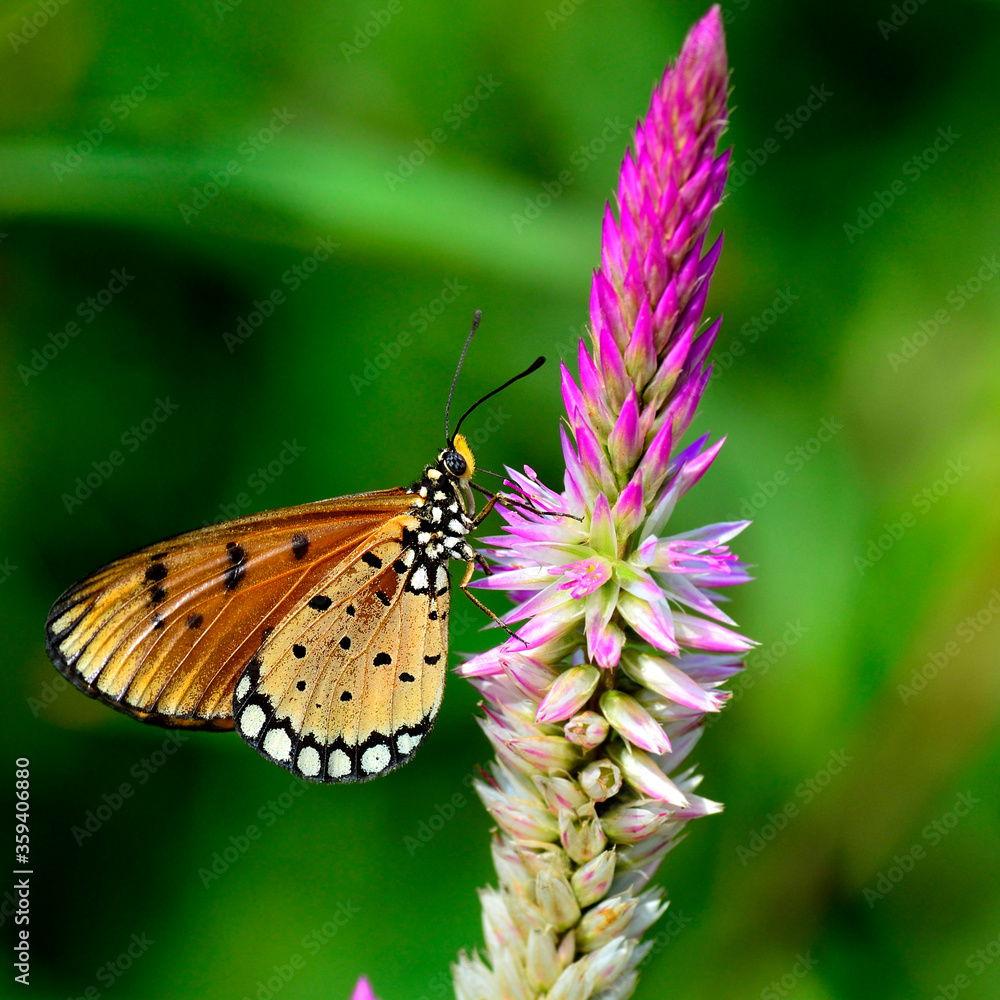 Beautiful Tawny Costner butterfly perching on pink flower, butterfly and flower